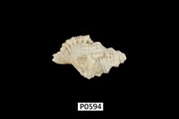 藏品(金口法螺)的圖片